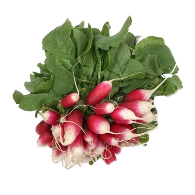 Radis rose