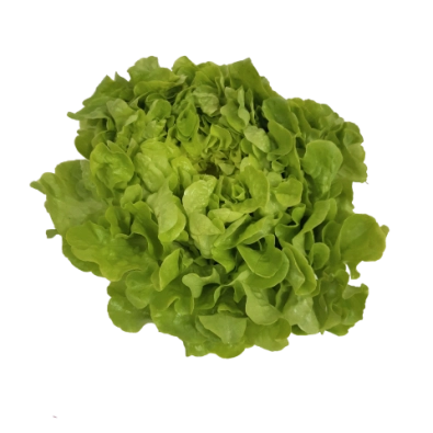 Feuille de chêne blonde