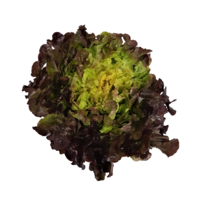 Feuille de chêne rouge