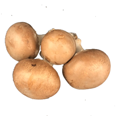 Champignon rosé